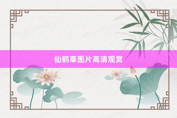 仙鹤草图片高清观赏
